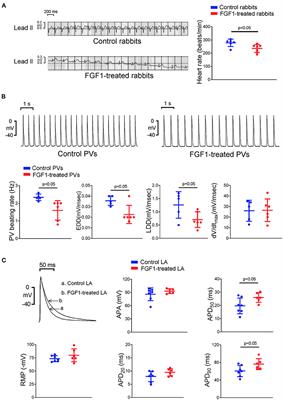 Fibroblast Growth Factor 1 Reduces Pulmonary Vein and Atrium Arrhythmogenesis via Modification of Oxidative Stress and Sodium/Calcium Homeostasis